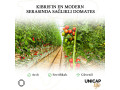 tomato-small-1